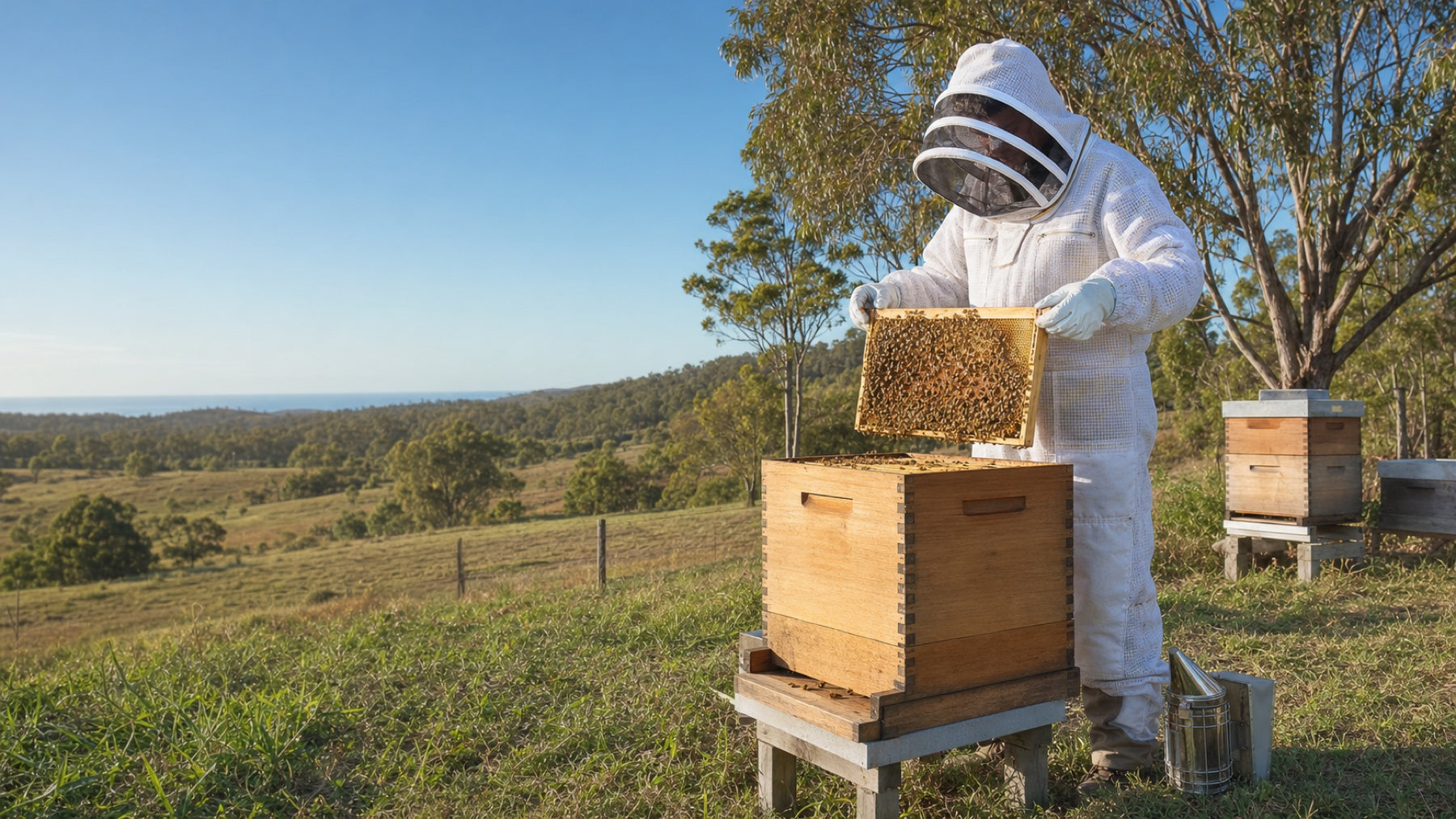 Australian beekeeper inspecting a Langstroth hive in a Queensland apiary